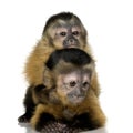 Two Baby Capuchins - sapajou a Royalty Free Stock Photo