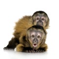 Two Baby Capuchins - sapajou a Royalty Free Stock Photo