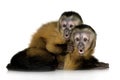 Two Baby Capuchins - sapajou a Royalty Free Stock Photo