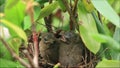 Two baby cardinals in the nest