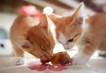 Two baby cats eating a chicken leg