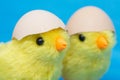Two baby chick and cracked egg on their heads. Toy birds hatching out of an egg shell Royalty Free Stock Photo