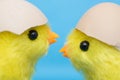 Two baby chick and cracked egg on their heads. Toy birds hatching out of an egg shell Royalty Free Stock Photo