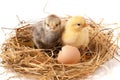 Two baby chicken with broken eggshell in the straw nest on white background Royalty Free Stock Photo