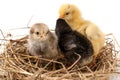 Two baby chicken in the straw nest on white background Royalty Free Stock Photo