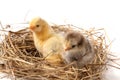 Two baby chicken in the straw nest on white background Royalty Free Stock Photo