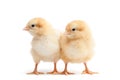 Two baby chicks isolated on white Royalty Free Stock Photo