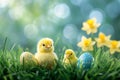 Two baby chicks sitting in grass with easter eggs and daffodils Royalty Free Stock Photo