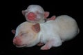 Two baby chihuahuas are learning to crawl. Royalty Free Stock Photo