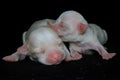 Two baby chihuahuas are learning to crawl. Royalty Free Stock Photo