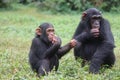 Two baby Chimpanzees