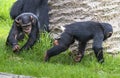 Two baby Chimpanzees playing Royalty Free Stock Photo