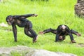 Two baby Chimpanzees playing Royalty Free Stock Photo