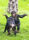 Two baby Chimpanzees playing