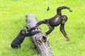Chimps playing on a log Royalty Free Stock Photo