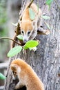Two baby coaties playing with a branch on a tree trunk Royalty Free Stock Photo