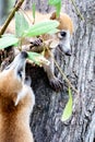 Two baby coaties playing with a branch on a tree trunk Royalty Free Stock Photo