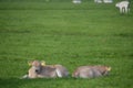 Two Baby Cows With Earmarks At Abcoude The Netherlands 2017