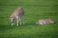 Two Baby Cows With Earmarks At Abcoude The Netherlands 2017