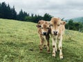 Two baby cows stand in meadow field in mountains i