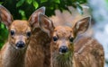 Two Baby Deer Fawns In Looking At A Human In The Early Morning