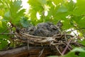 Nature\'s Delight: A Serene Garden Haven for Two Baby Doves