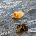 Two baby ducks duckling swimming in the water square Royalty Free Stock Photo