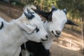 Two baby dwarf tibetan goats