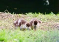 Two baby Egyptian geese looking for food. Royalty Free Stock Photo