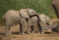 Two Baby elephant at water hole Royalty Free Stock Photo