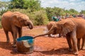 Two Baby Elephants drinking water