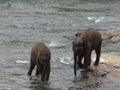 Baby elephants exploring in the river Royalty Free Stock Photo