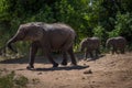 Two baby elephants following mother through bushes Royalty Free Stock Photo