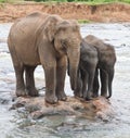 Two baby elephants and mother