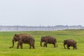Two Baby elephants with mother and savanna birds on a green field relaxing. Concept of animal care, travel and wildlife Royalty Free Stock Photo