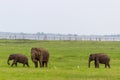 Two Baby elephants with mother and savanna birds on a green field relaxing. Concept of animal care, travel and wildlife Royalty Free Stock Photo