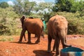 Two Baby Elephants