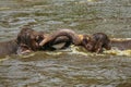 Two baby elephants playing with each other in the water in a zoo Royalty Free Stock Photo