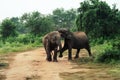 Two baby Elephants playing inside the udawalawe national park, Sri Lanka Royalty Free Stock Photo