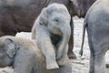 Two baby elephants playing