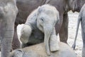 Two baby elephants playing Royalty Free Stock Photo