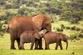 Two baby elephants resting with a female elephant