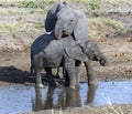 Two baby elephants standing in water, one facing camera Royalty Free Stock Photo