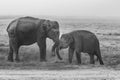 Two baby elephants with tusks playing with their trunks