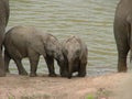 Two baby Elephants at a watering hole, Addo Elephant National Park Royalty Free Stock Photo