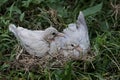 Two baby Eurasian collared doves are waiting for their parents to bring food to the nest.