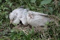 Two baby Eurasian collared doves are waiting for their parents to bring food to the nest.