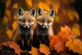 Two baby foxes sitting in fall leaves