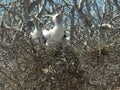 Two baby frigatebirds on a nest in the galalagos islands Royalty Free Stock Photo