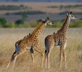 Two baby giraffe in savanna. Kenya. Tanzania. East Africa. Royalty Free Stock Photo